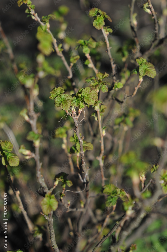 Fototapeta premium Young leaves on a branch of black currant on a blurred background in early spring. Black currant bush with sprouts. Vertical photo. Branch of currants with green leaves and flowers close-up.