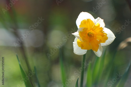 Closeup of Poet's Daffodil (Narcissus poeticus) flower. White narcissus (Narcissus poeticus) in a spring garden. Phesant’s eye, Findern flower or Pinkster lily - Narcissus poeticus - in spring. photo