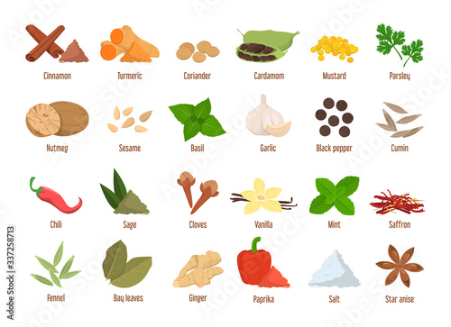 Set of spices vector isolated. Garlic, cinnamon
