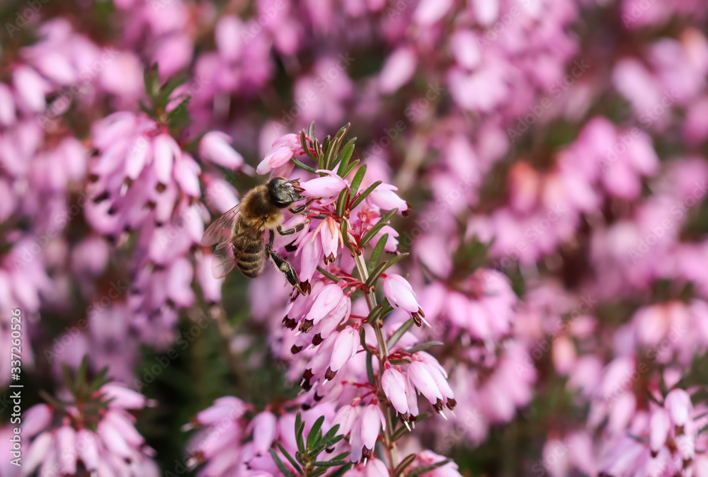 Pink Erica Carnea flowers (Winter Hit) and a working bee in a spring garden