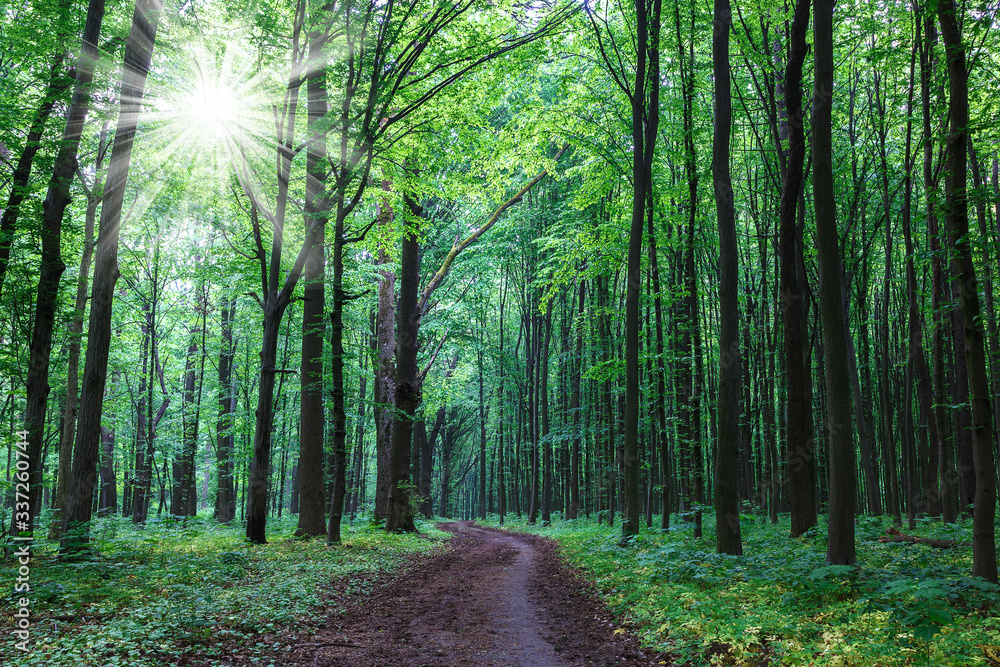 Obraz premium Green spring wet forest with paths and streams