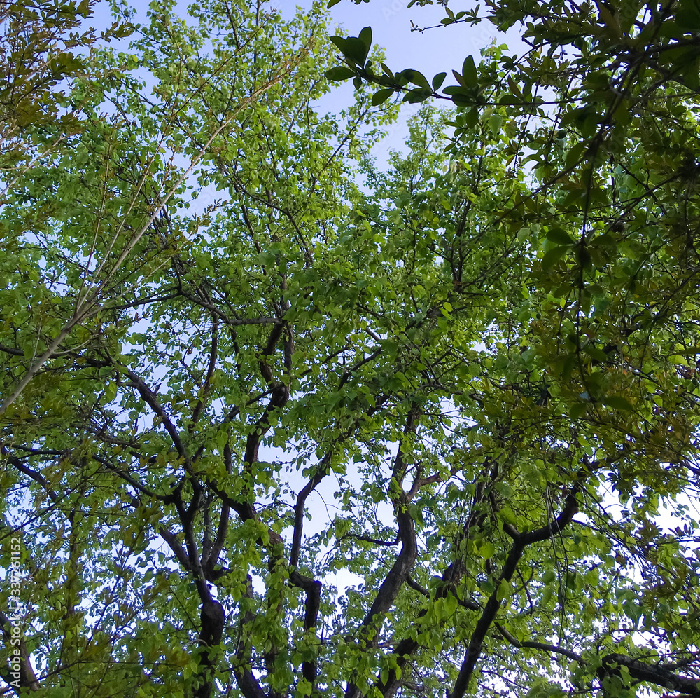 Fototapeta premium tops of apricot trees on a background of blue sky. green apricot trees in the garden