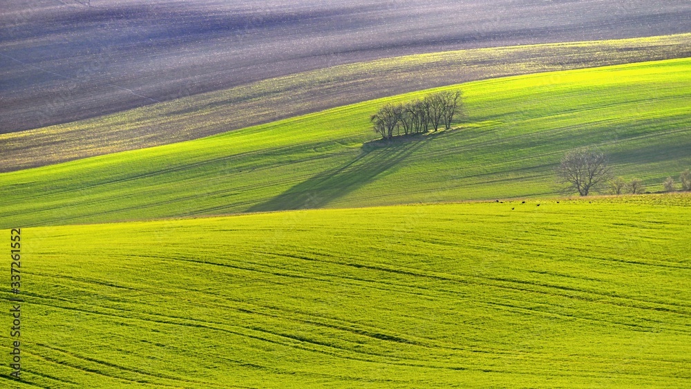 Obraz premium Beautiful spring landscape with field of grass hills at sunset. Waves in nature Moravian Tuscany - Czech Republic - Europe.