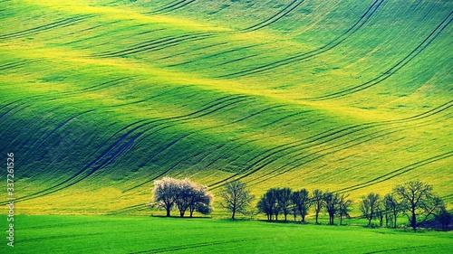 Beautiful spring landscape with field of grass hills at sunset. Waves in nature Moravian Tuscany - Czech Republic - Europe.