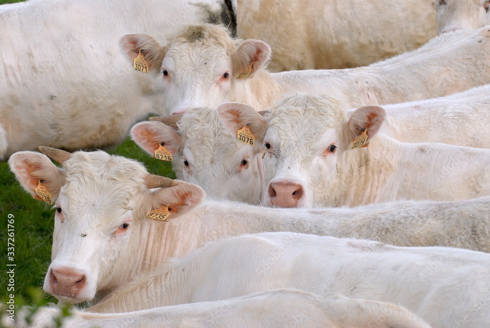 Vaches et veaux charolais au paturage, veau sous la mère Vaches et veaux charolais au paturage, veau sous la mère