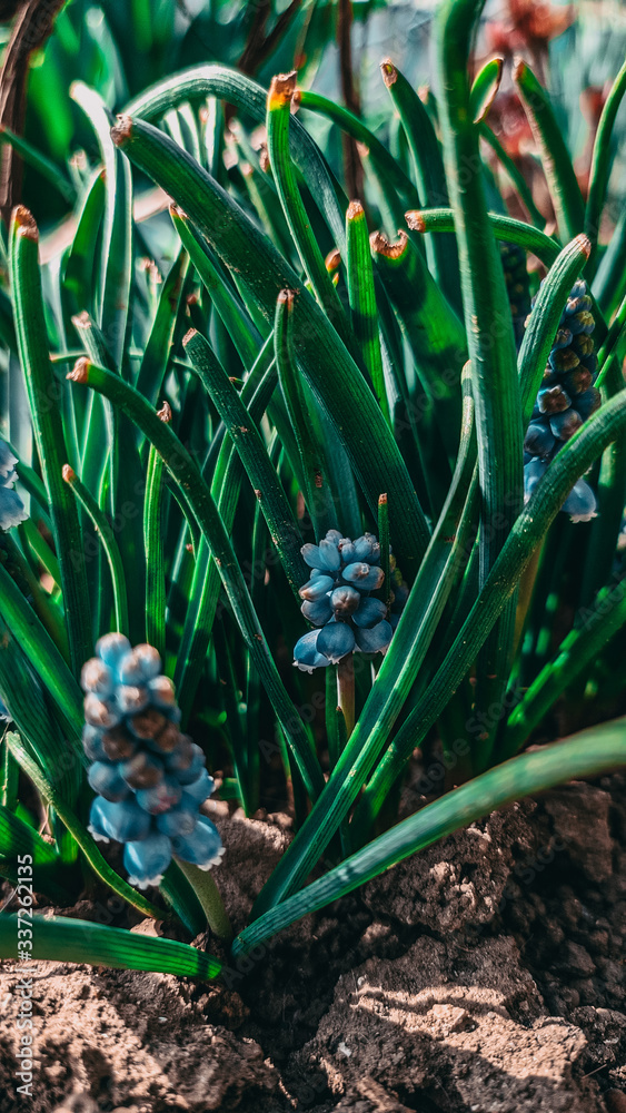 Obraz premium cactus in the desert