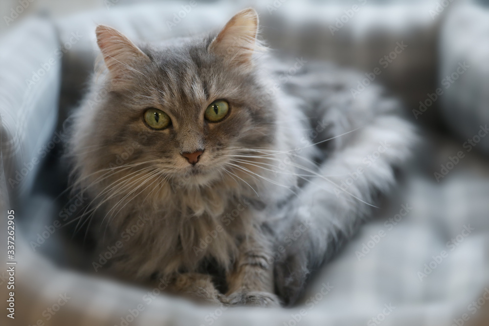portrait of a cat portrait of a cat