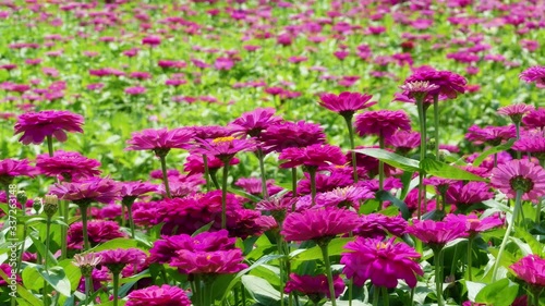 Wallpaper Mural beautiful place with a sea of flowers with nice color Torontodigital.ca