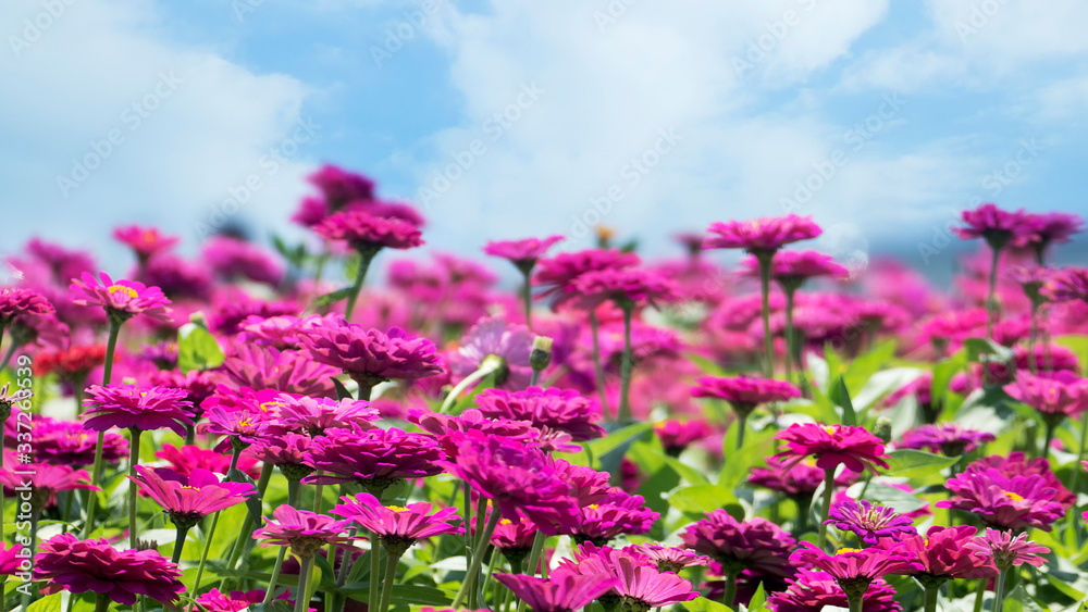 beautiful place with a sea of flowers with nice color