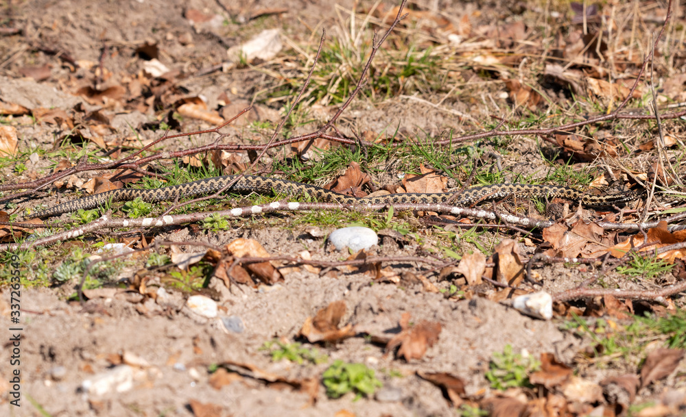 Adder Snake through the undergrowth Adder Snake through the undergrowth