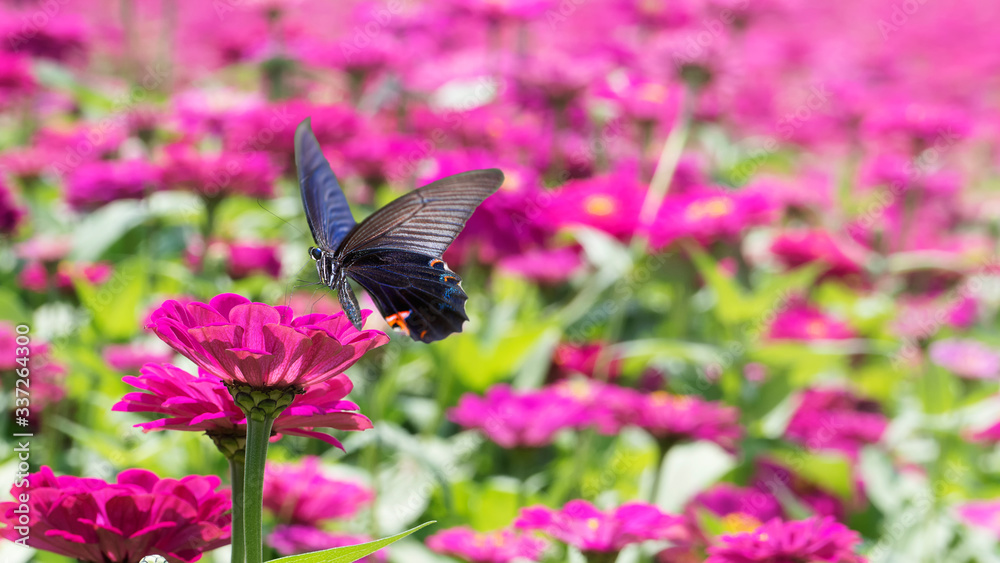 Fototapeta premium beautiful place with a sea of flowers with nice color