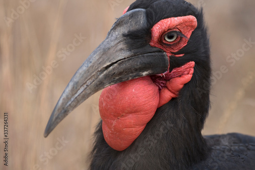 Portrait of wild giant african ground hornbill bird photo