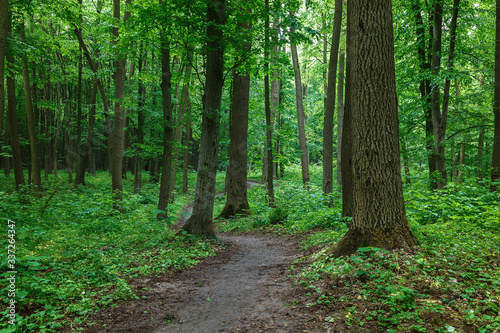 Green spring wet forest with paths and streams