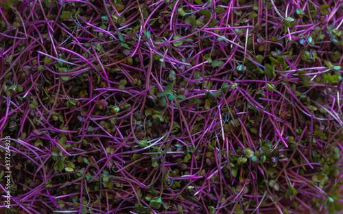Microgreen - young shoots of plants, which are used both for food and for decorating dishes. It is used in salads, soups, cocktails, smoothies, other drinks and dishes.