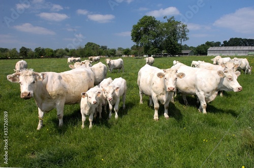 Vaches et veaux charolais au paturage, veau sous la mère