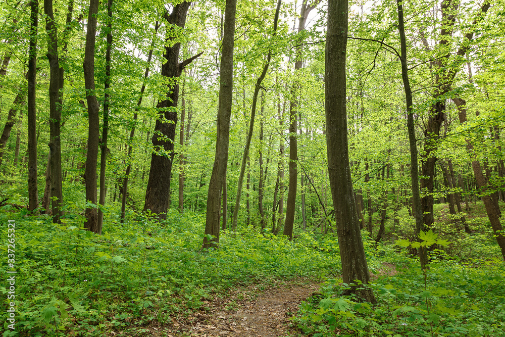 Green deciduous forest on a sunny day Green deciduous forest on a sunny day