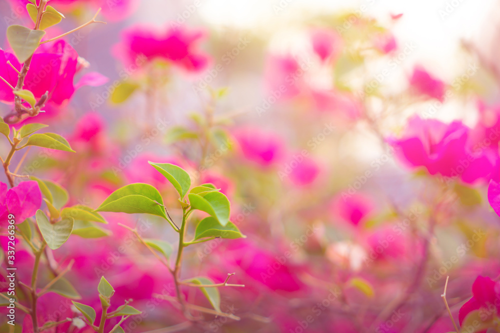 Selective focus image, young bud of leaves blossom on blurred pink petals Bougianvillea flower plant blooming as a backgrounds