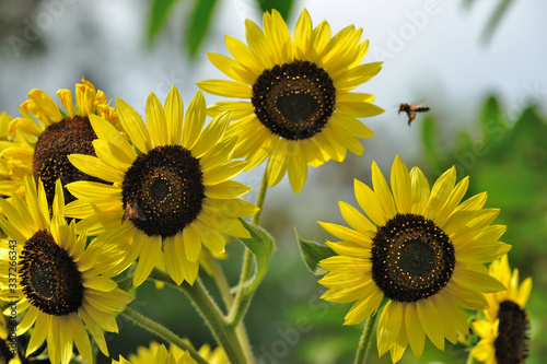 Sunflower yellow flower