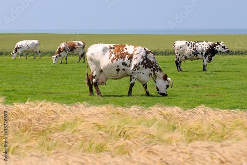 Troupeau de vaches normandes au pré en bord de mer © S. Leitenberger