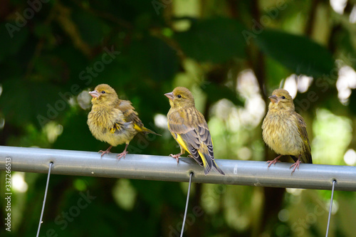 Junge Grünfinken warten auf Futter 