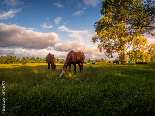 Horses In Field On Beautiful Afternoon © Kevin