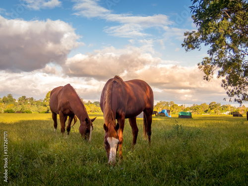Horses In Field On Beautiful Afternoon