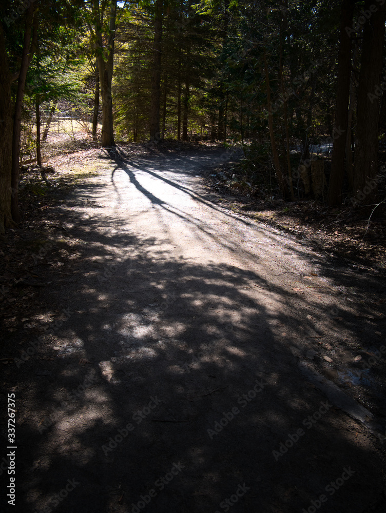 Obraz premium Moody Forest Path