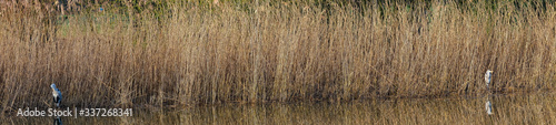 Graureiher stehen am Schilfrand, Panorama