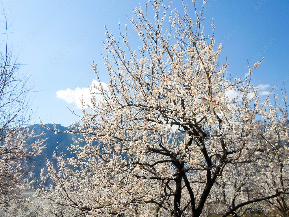 Pink apricot tree blossom in a city park on a spring day. Beautiful nature background. Pink apricot tree blossom in a city park on a spring day. Beautiful nature background.