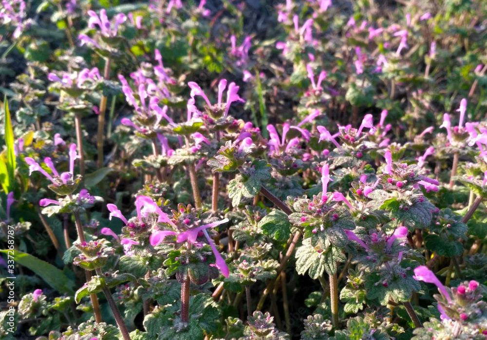 Obraz premium flowers in the garden