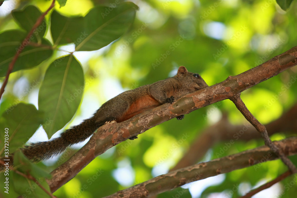 A squirrel climbing a tree in the garden