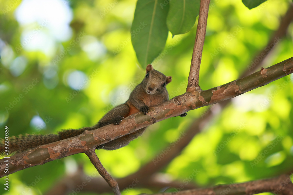 A squirrel climbing a tree in the garden