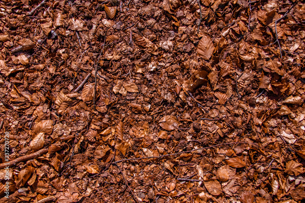 texture of brown wood and leafs texture of brown wood and leafs