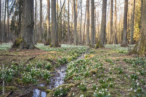 Leucojum vernum, called spring snowflake, in the spring forest. With stream flowing thru the forrest. Beautiful carpet of flowering spring snowflake. Spring concept.