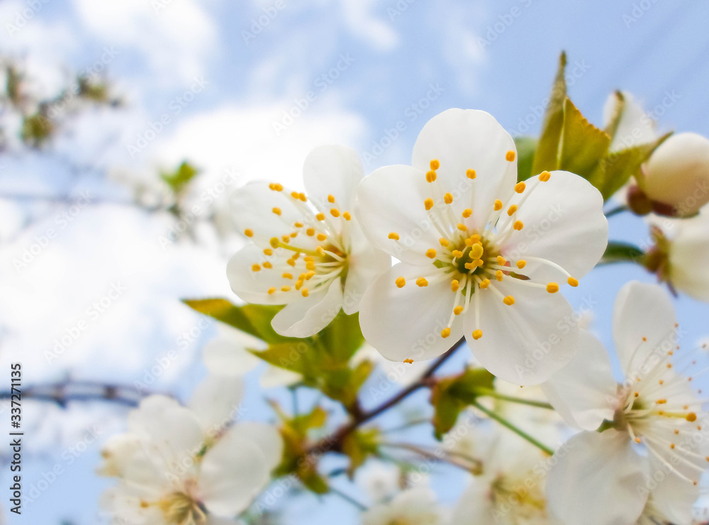 snow-white flowers on a cherry tree. flowering cherry tree in spring snow-white flowers on a cherry tree. flowering cherry tree in spring