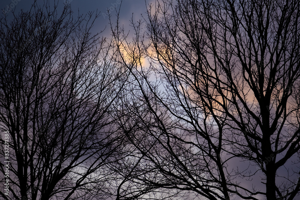 Bäume vor dunklen Wolken