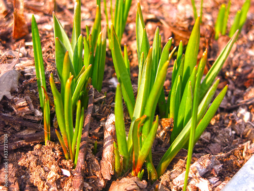 young spring green shoots grew out of the ground
