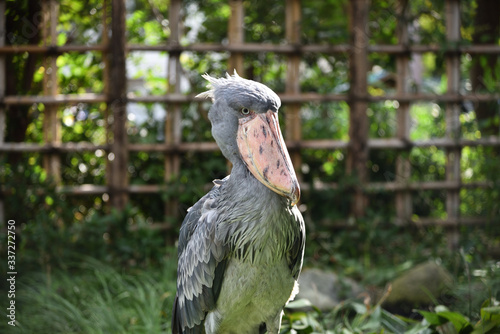 Shoebill, a big bird in Africa photo
