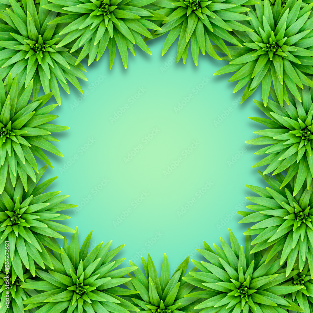 Natural background of lily leaves arranged in a circle. Concept of summer relaxing exotic.