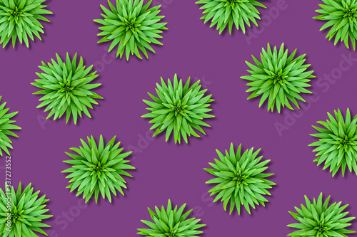 Natural background of chaotic lily leaves on a bright purple base. Image with a contrasting color scheme.