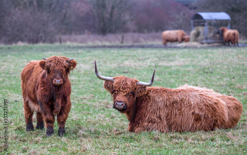 scottish long-haired cow with calf