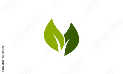 green leaf isolated on white background © Haidar