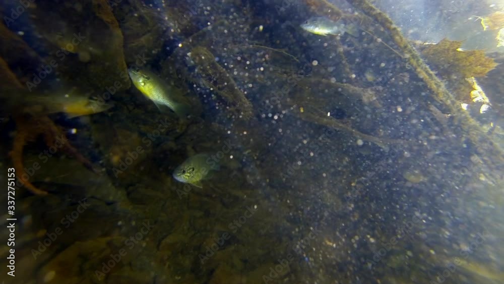Freshwater Sunfish and Creek Chub hide under submerged tree roots. Suspended particulates glimmer in underwater sunbeams.