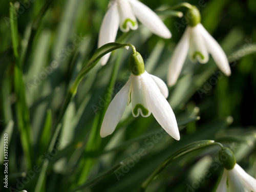 Snowdrops spring flowers. Beautifully blooming in the grass. 