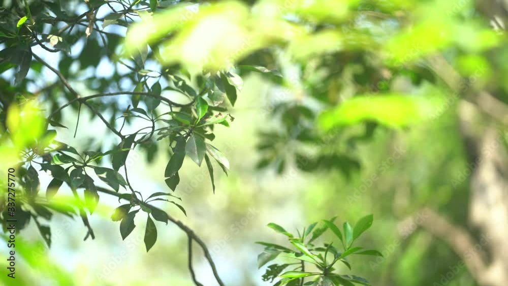 Leaves on a trees rustling in the gently in the breeze with wind blowing through the forest and sun shining through the leaf Leaves on a trees rustling in the gently in the breeze with wind blowing through the forest and sun shining through the leaf