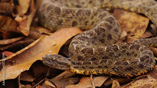 Brazilian Jararaca highly dangerous snake with ticks closeup photo