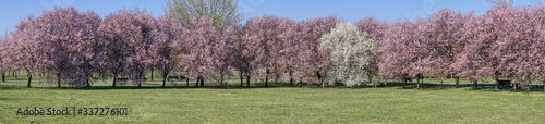 rząd kwitnących drzew na wiosnę, różowe i białe kwiaty na drzewach, wiosenna panorama w parku © Jarek Witkowski