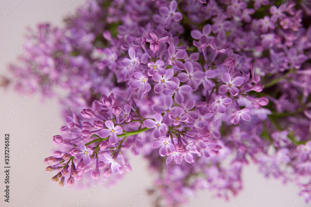 Obraz premium A branch of blossoming lilac (syringa) flowers. Lilac background. Lilac closeup.