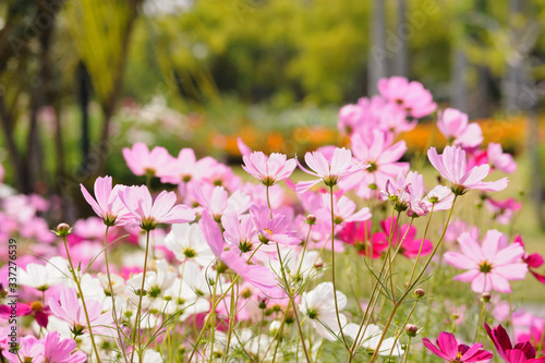 Cosmos flower