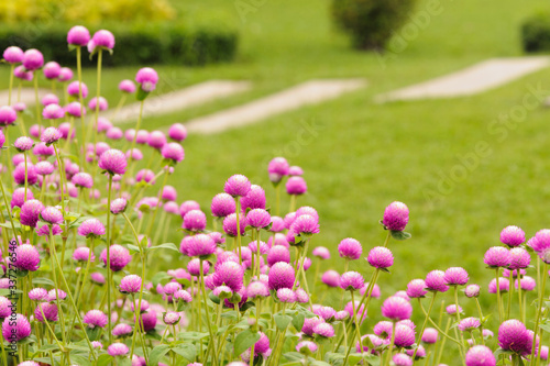 Flower Eriocaulon henryanum Ruhle in Thailand